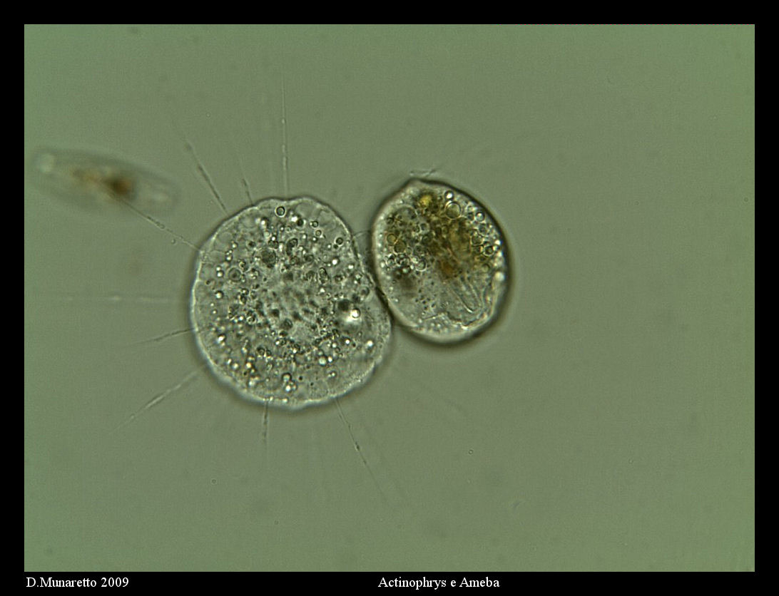 Actinophrys VS Tecameba